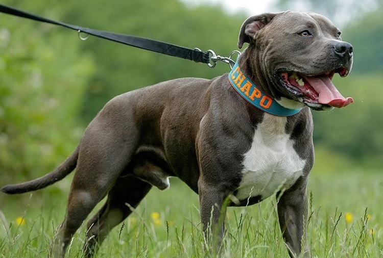 Chế Độ Luyện Chó Pitbull Cơ Bắp