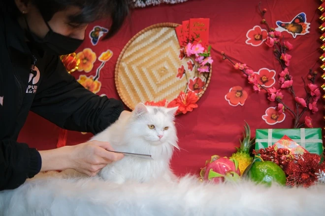 Chụp ảnh siêu xinh cho thú cưng ngày Tết