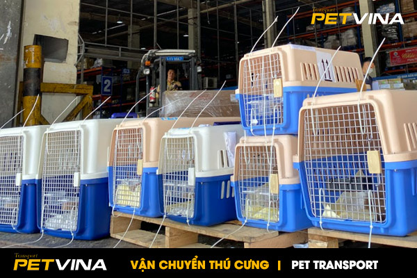 Dịch vụ vận chuyển thú cưng an toàn và nhanh chóng 