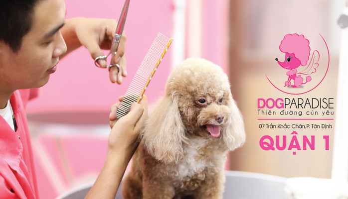 Địa chỉ spa cho chó mèo