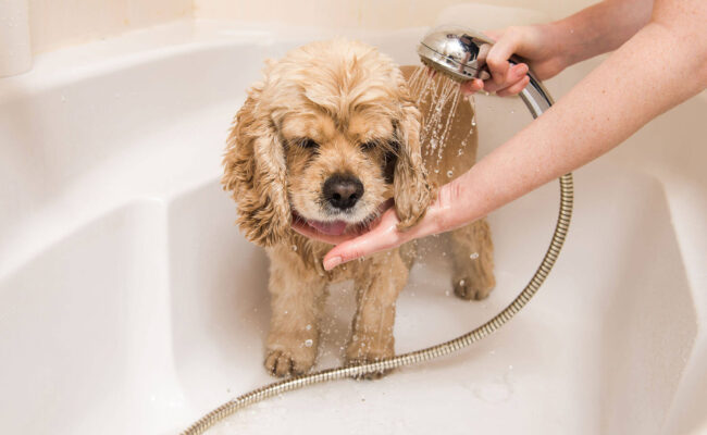 Số lần tắm cho chó phụ thuộc vào các yếu tố như sức khỏe, đặc điểm lông