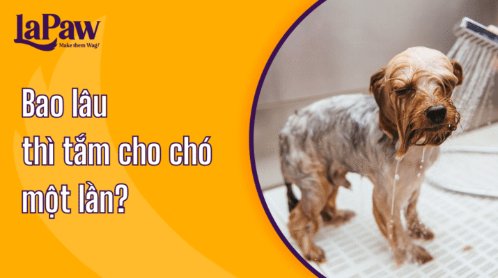 Bao lâu thì tắm cho chó 1 lần