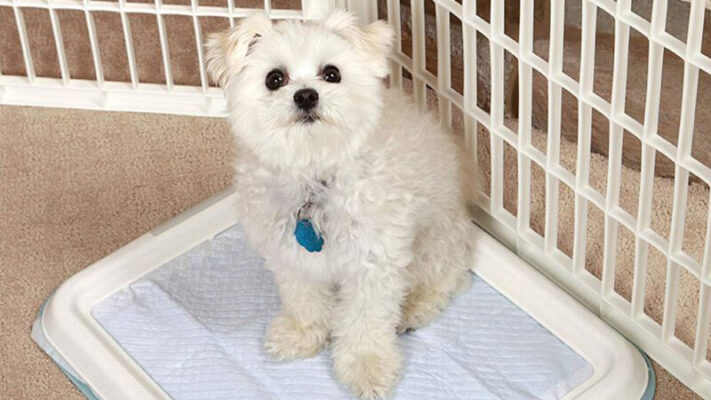 Tìm hiểu cách dạy chó đi vệ sinh đúng chỗ đối với người mới 