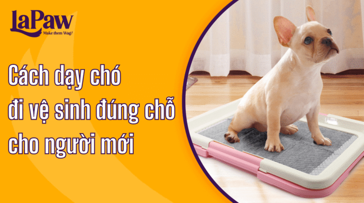Hướng dẫn cách dạy chó đi vệ sinh đúng chỗ