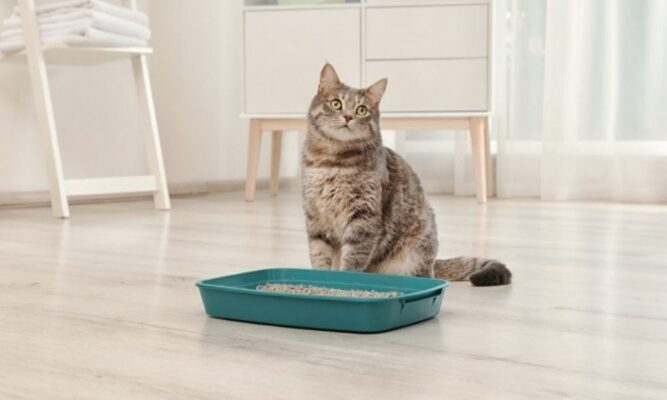 Bạn nên bố trí khay vệ sinh phù hợp để mèo làm quen nhà mới