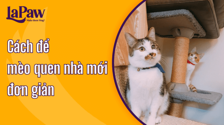 Hướng dẫn cách để mèo làm quen nhà mới
