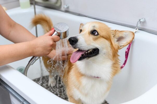 Tắm rửa và chải lông cho cún định kỳ nhằm hạn chế lông rụng và mùi hôi