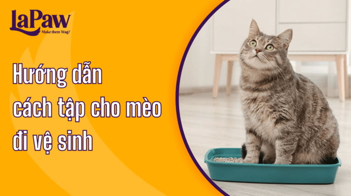 Cách tập cho mèo đi vệ sinh