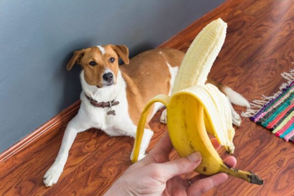 Chó ăn chuối được không là vấn đến được người nuôi quan tâm