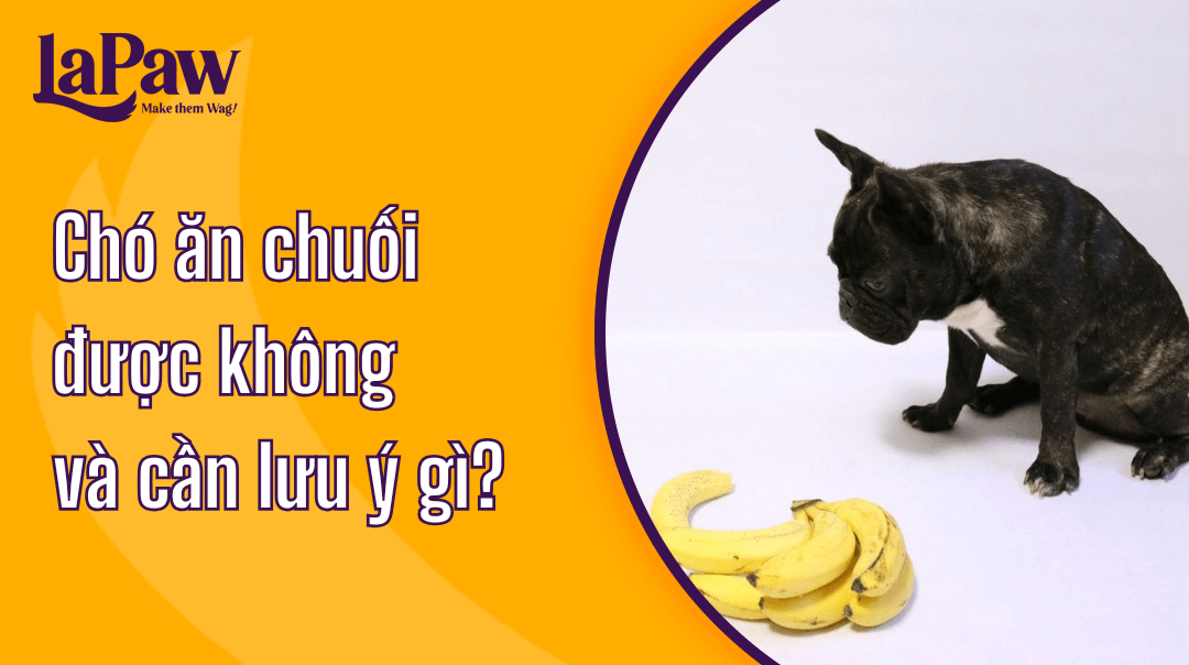 Chó ăn chuối được không