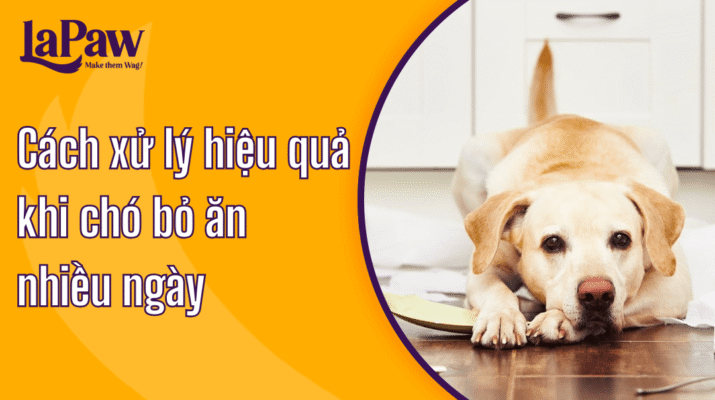 Cách xử lý khi chó bỏ ăn