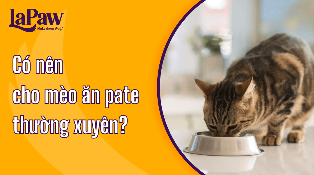 Có nên cho mèo ăn pate thường xuyên không?