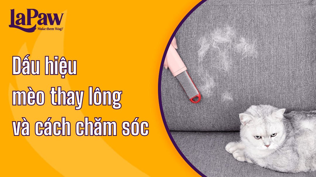 Dấu hiệu mèo thay lông thường gặp