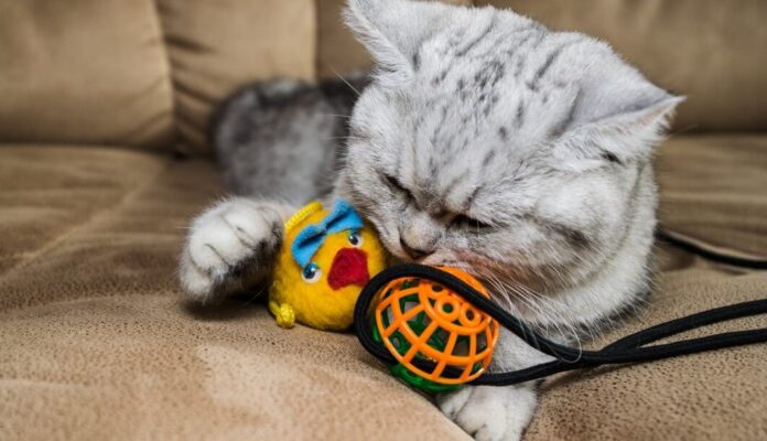 Gợi ý các món đồ chơi hữu ích giúp các bé mèo tăng cường vận động