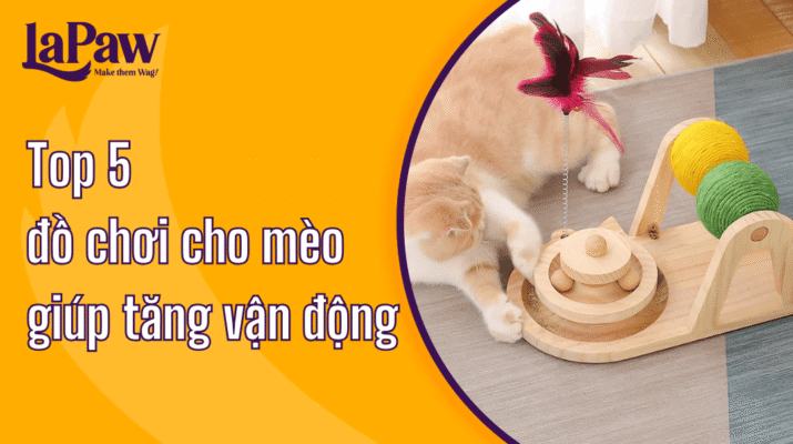 Đồ chơi cho mèo giúp tăng vận động