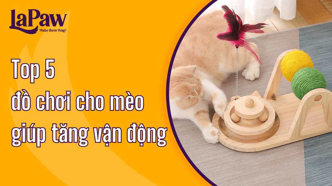 Đồ chơi cho mèo giúp tăng vận động