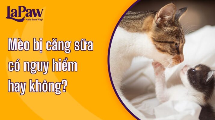 Tình trạng mèo bị căng sữa