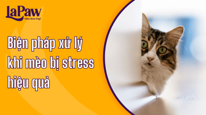 Dấu hiệu và cách xử lý khi mèo bị stress