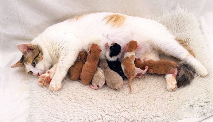 Giải đáp chi tiết câu hỏi "mèo đẻ lứa đầu mấy con"