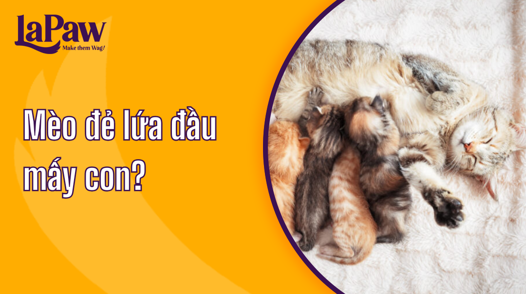 Mèo đẻ lứa đầu mấy con?