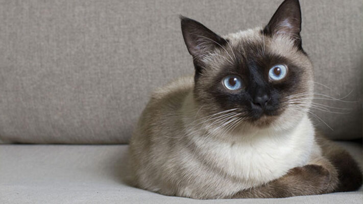 Mèo Xiêm được yêu thích vì có tính cách thông minh, lanh lợi
