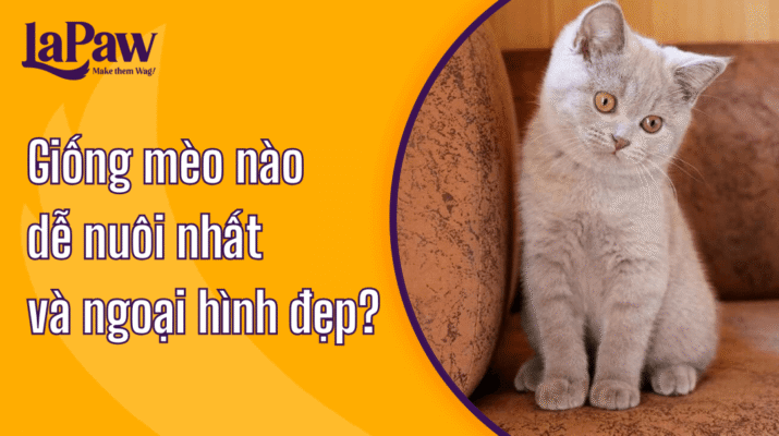 Mèo nào dễ nuôi nhất