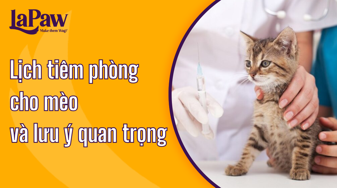 Lịch tiêm phòng cho mèo