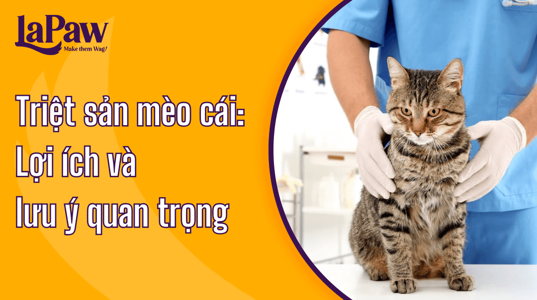 Triệt sản mèo cái