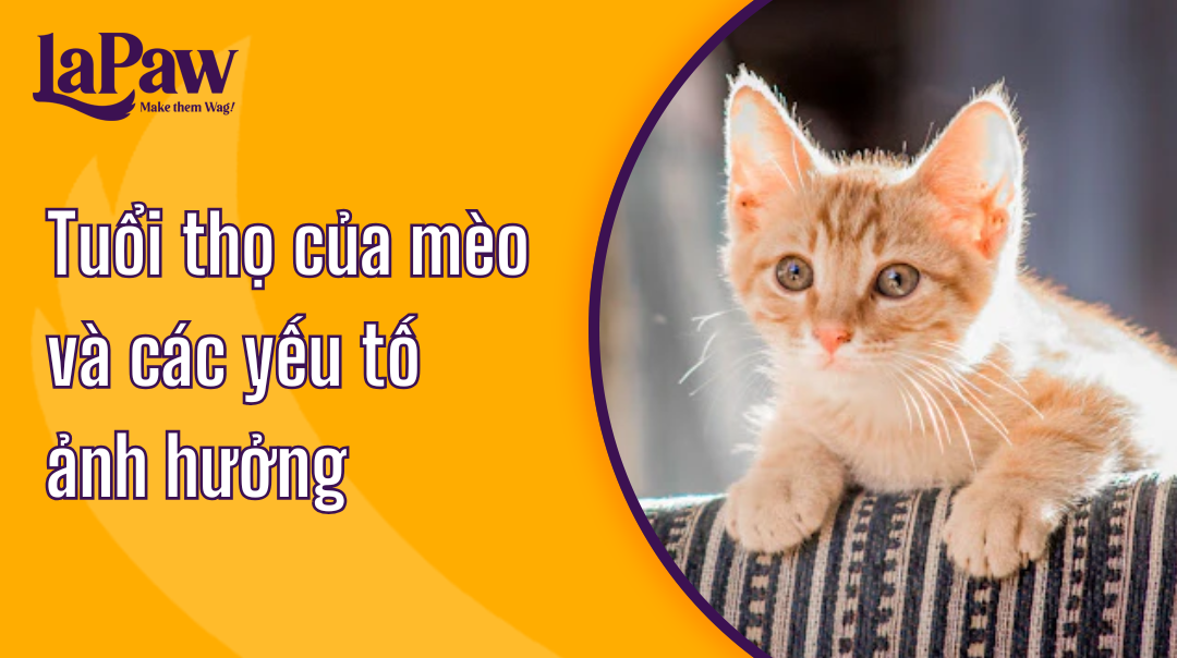 Tuổi thọ của mèo