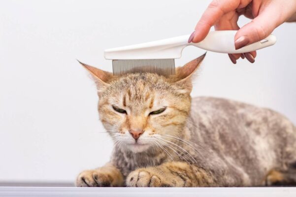 Người nuôi nên chải lông mèo để hạn chế tình trạng lông rụng khi tắm