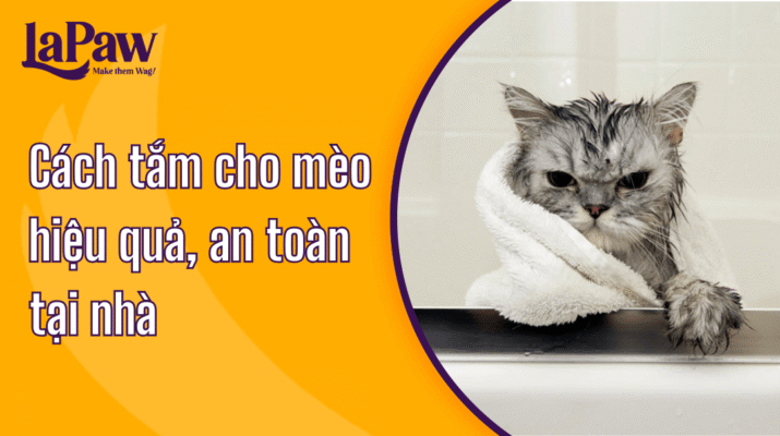 Hướng dẫn cách tắm cho mèo