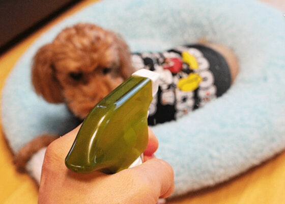 Người nuôi có thể sử dụng các loại thuốc xịt ve chó an toàn