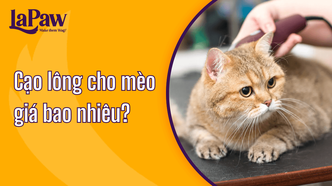 Cạo lông cho mèo giá bao nhiêu