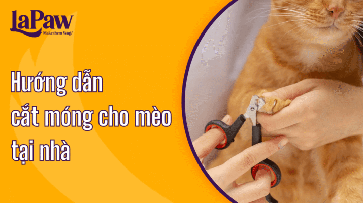 Hướng dẫn cắt móng cho mèo