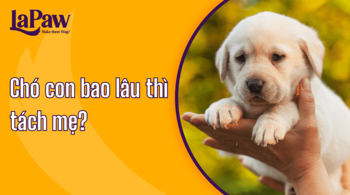 Chó con bao lâu thì tách mẹ