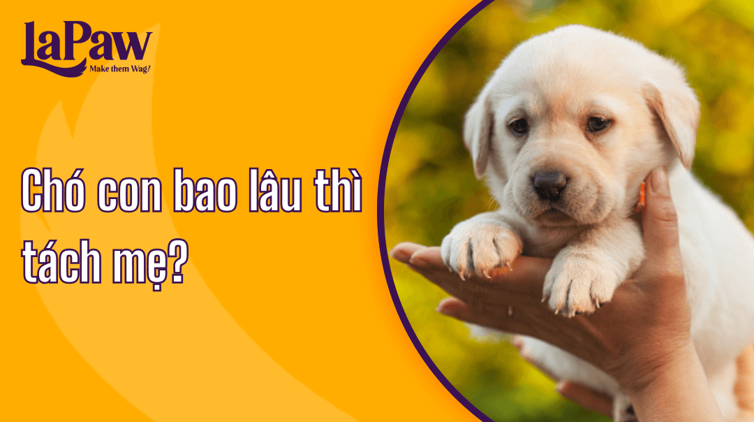 Chó con bao lâu thì tách mẹ
