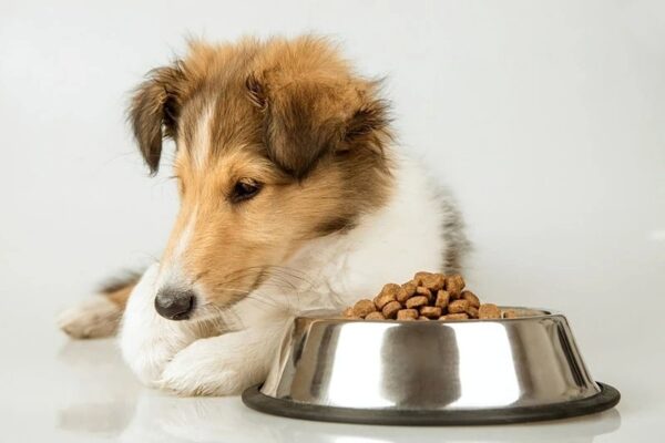 Người nuôi nên đặc biệt chú ý khi cún ngủ quá mức kèm biểu hiện chán ăn, sụt cân