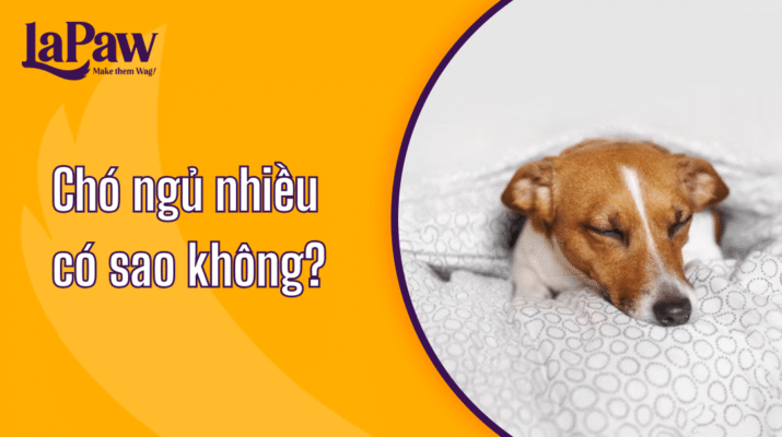 Chó ngủ nhiều có sao không?