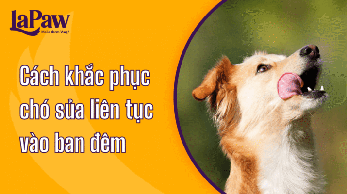 Chó sủa liên tục vào ban đêm