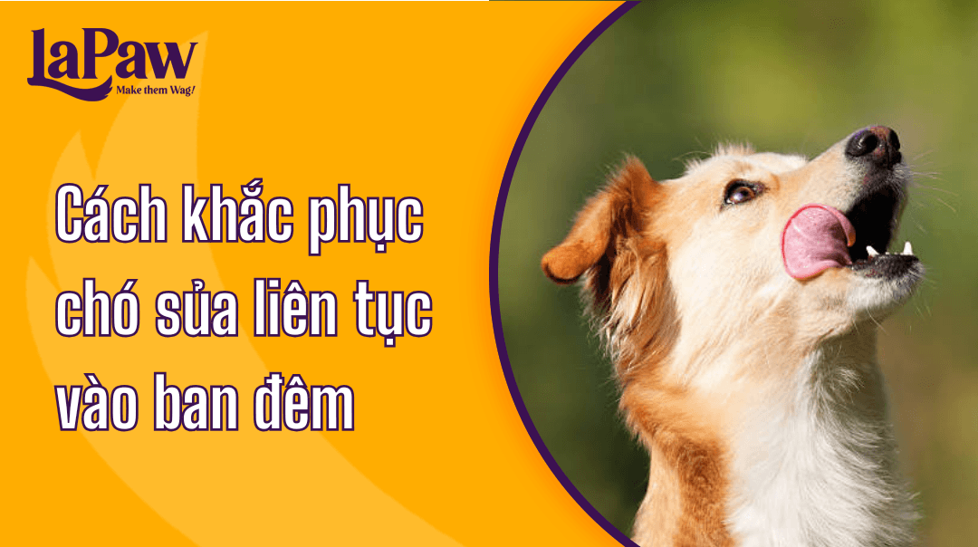 Chó sủa liên tục vào ban đêm