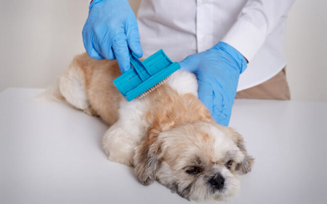 Lông rụng nhiều khi chải là một trong những dấu hiệu phổ biến