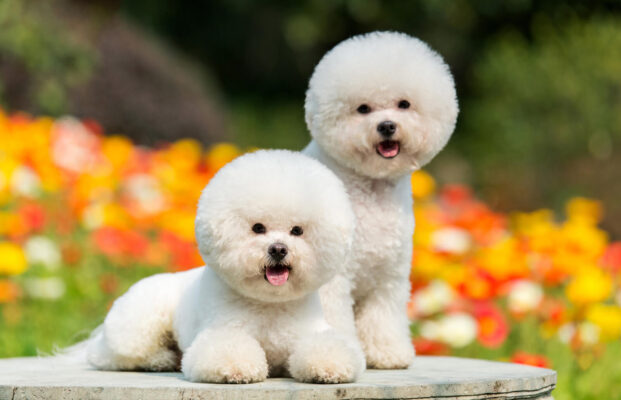 Giống chó có ảnh hưởng đến chu kỳ thay lông và mức độ lông rụng