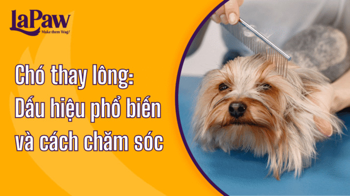 Dấu hiệu chó thay lông