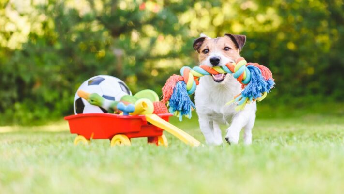 Khám phá 5 món đô chơi cho chó tăng cường vận động