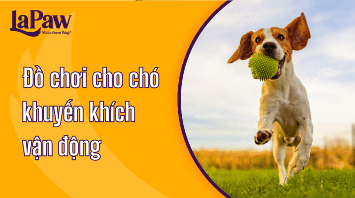 Đồ chơi cho chó tăng cường vận động