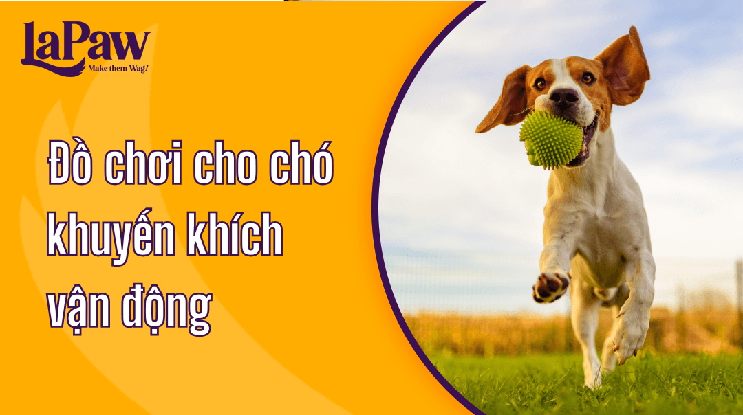 Đồ chơi cho chó tăng cường vận động