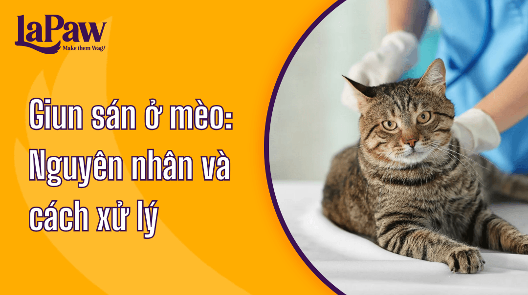 Tình trạng nhiễm giun sán ở mèo