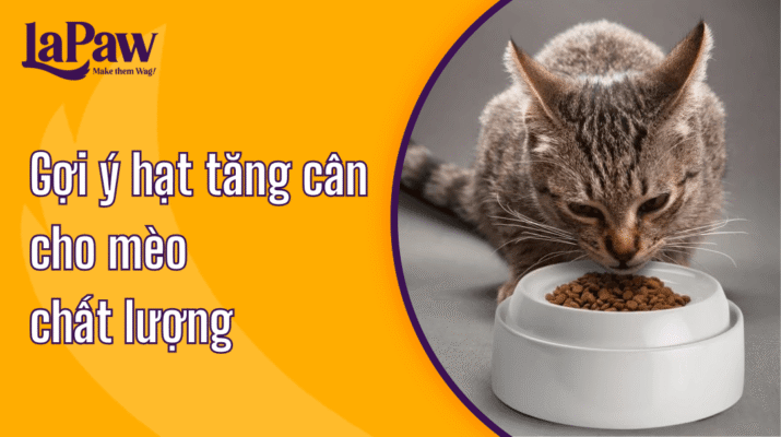 Gợi ý hạt tăng cân cho mèo