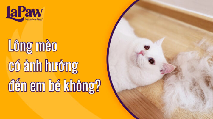Lông mèo có ảnh hưởng đến em bé không?