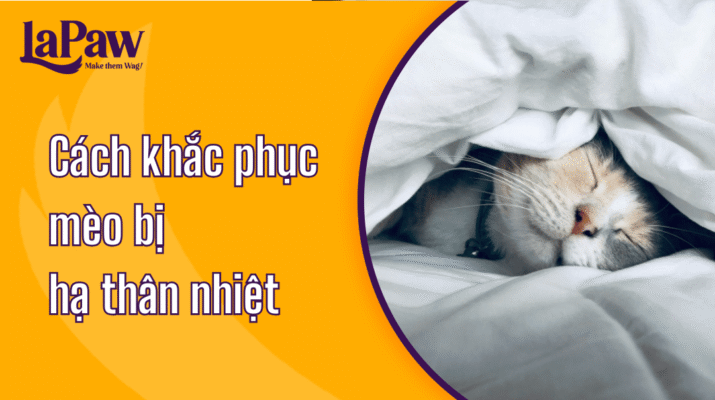 Tình trạng mèo bị hạ thân nhiệt